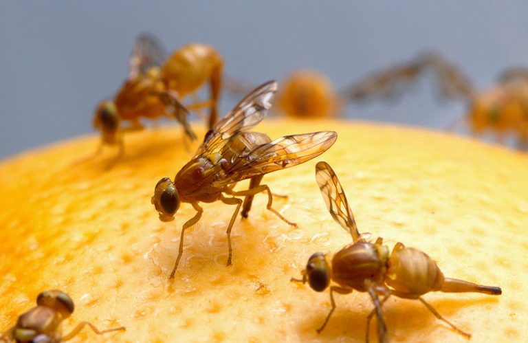 Newcastillian, flies, cockraoches