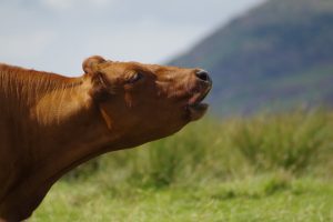 Newcastle Municipality drives development with new beef and dairy farming programme