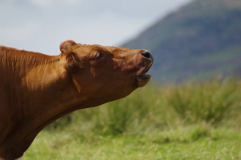 Newcastle Municipality drives development with new beef and dairy farming programme