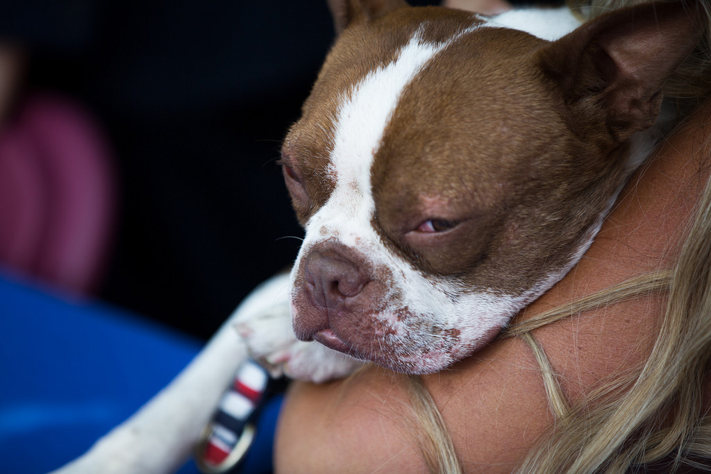 dog, Newcastillian