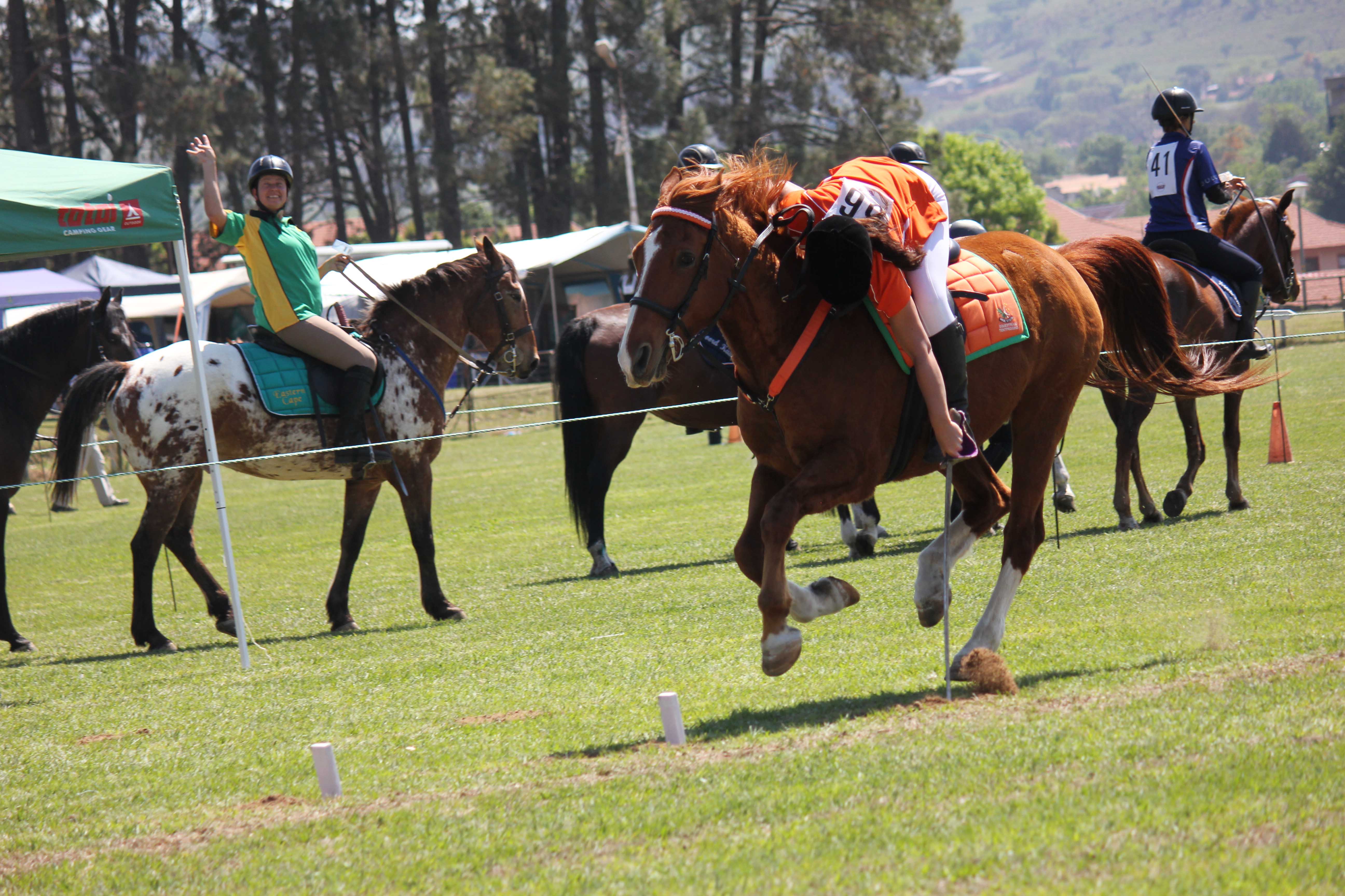 Equestrians, Newcastillian
