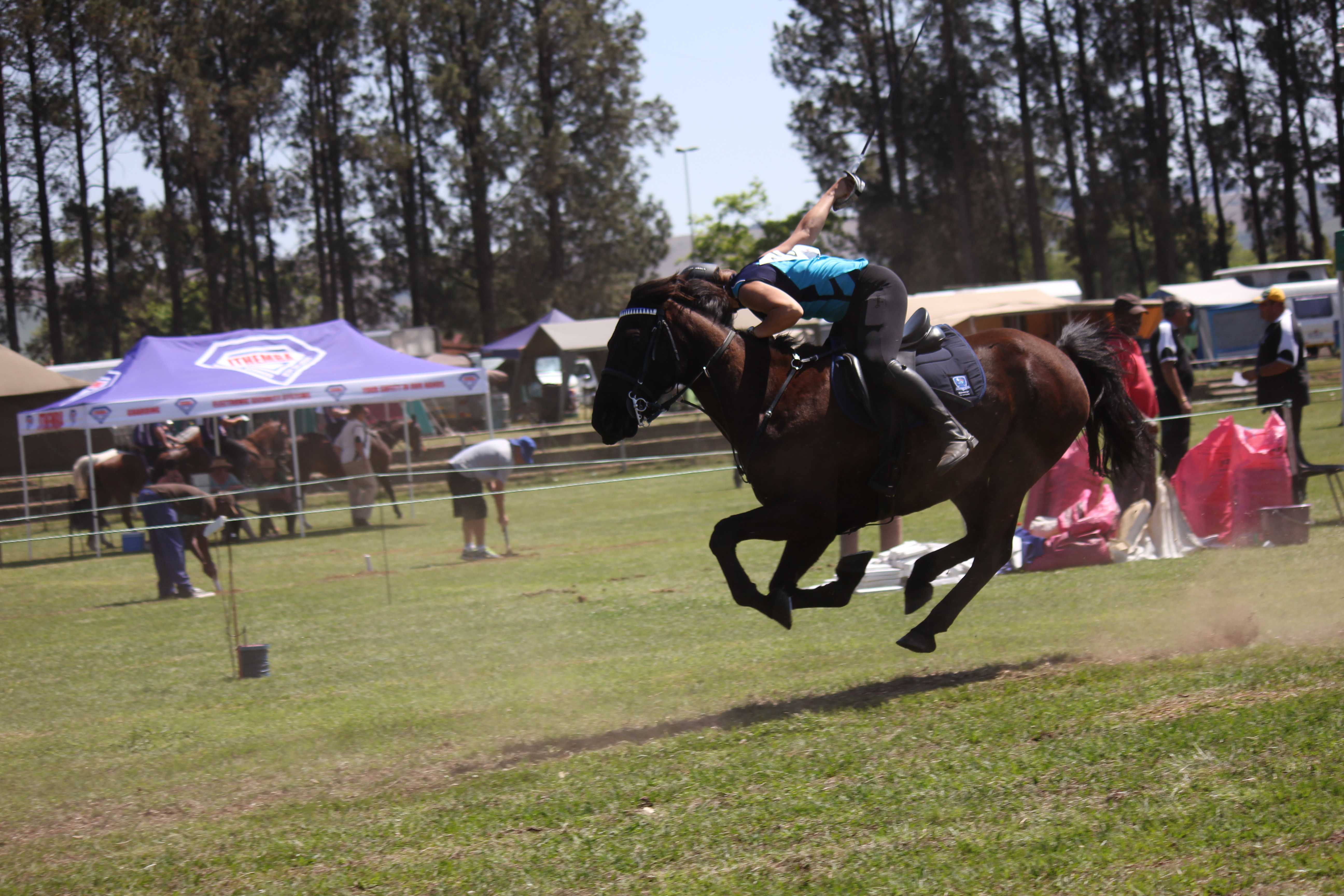 Equestrians, Newcastillian