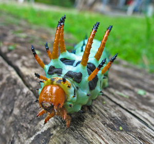 Newcastillian, creatures