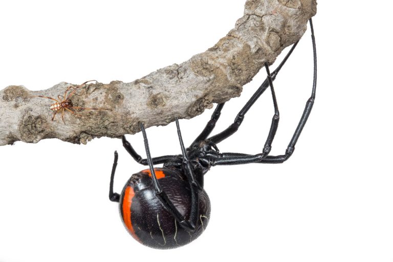 spider, Newcastillian
