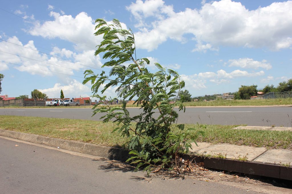 stormwater, Newcastillian
