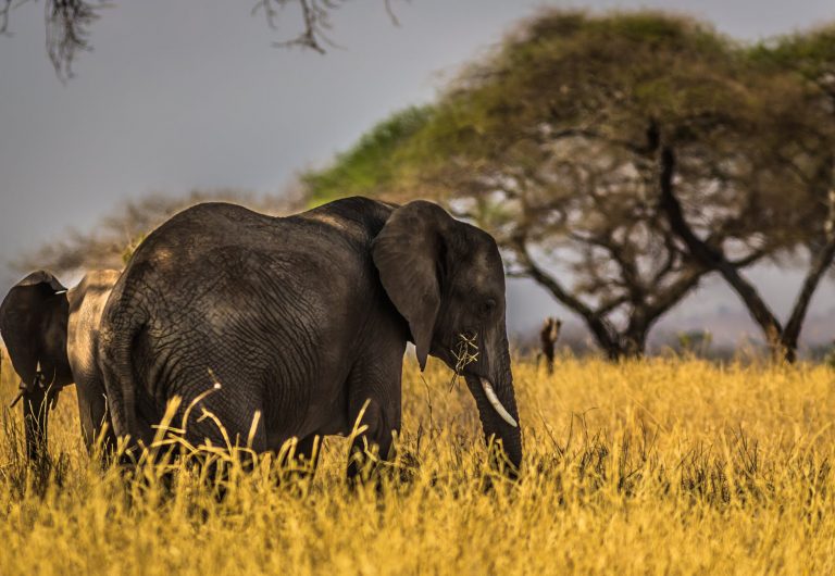 Elephant