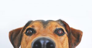 Newcastle SPCA
