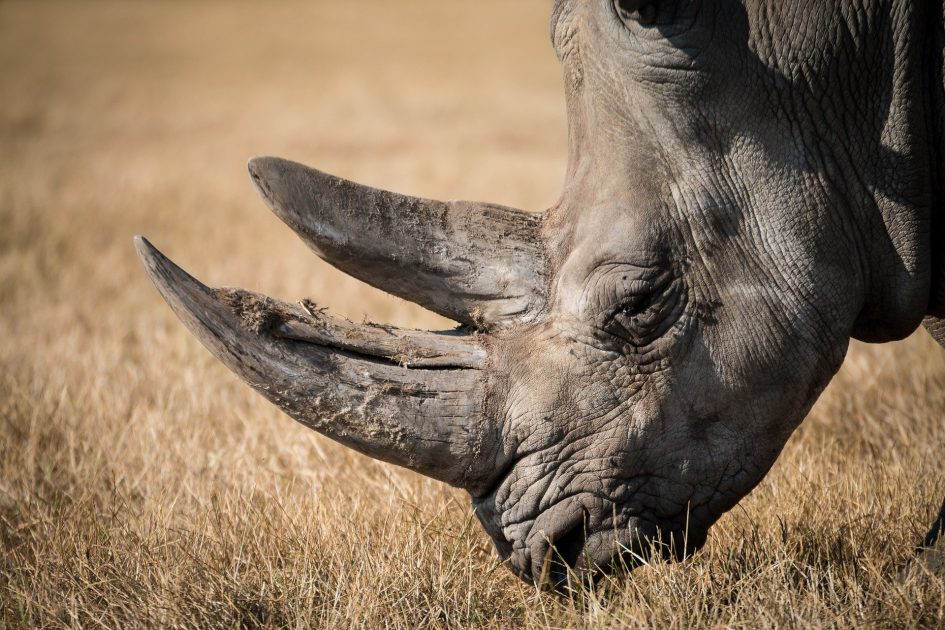 Newcastillian, Black Rhinoceros, Good News, Positive