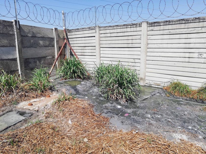 Newcastle SPCA, Newcastillian