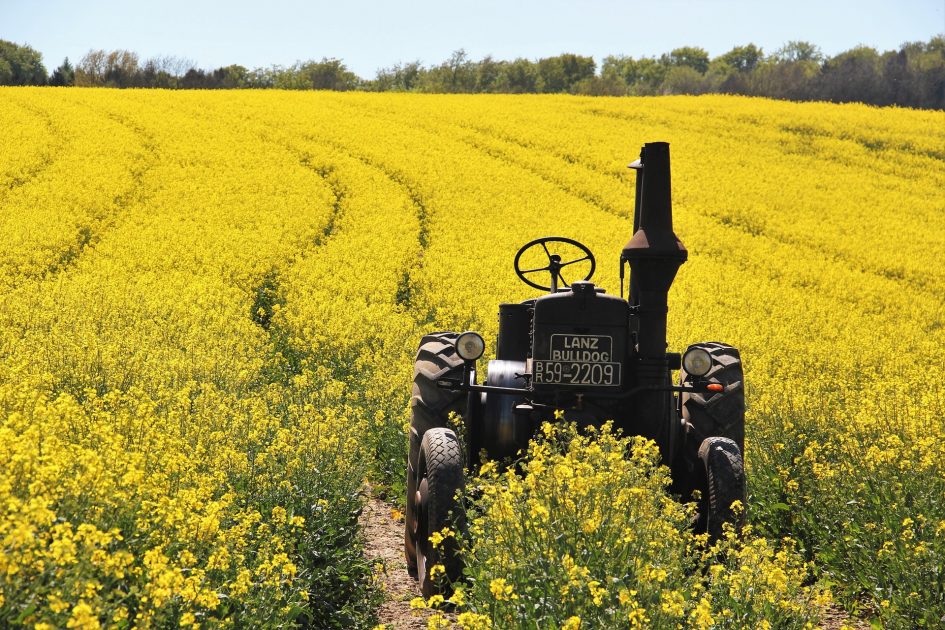 virus, fungus, Newcastillian, canola