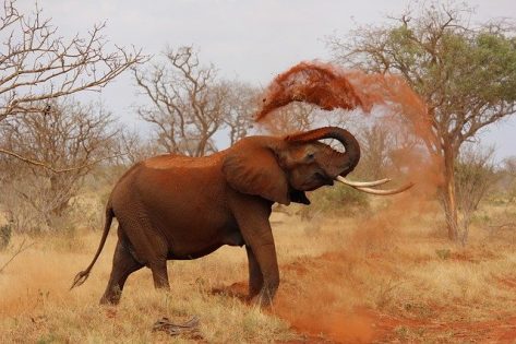 Nine elephants killed near Vryheid, Ezemvelo faces backlash