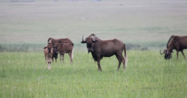 Major upgrades planned for Chelmsford Nature Reserve and Balele Game Park