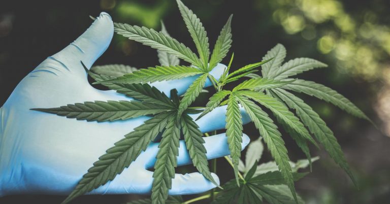 Chatting with the owners: Inside Newcastle’s cannabis haven