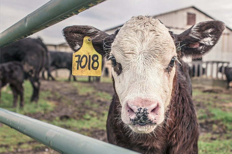 Local farmer discusses stock theft as cases increase