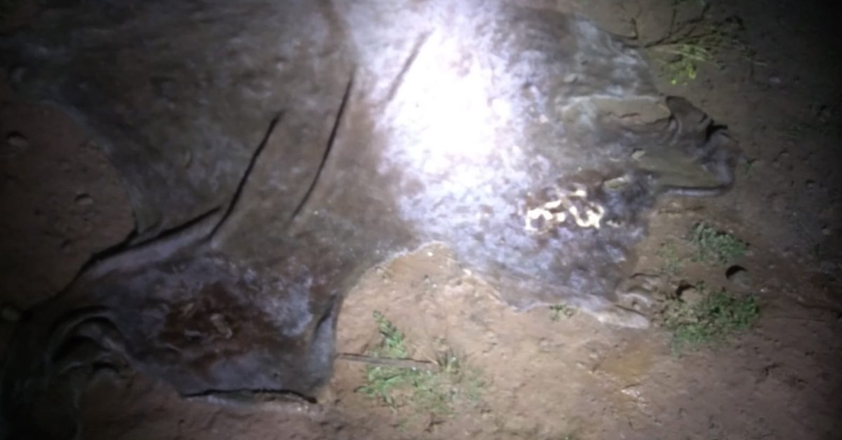 Warning graphic images: Ithemba Security and Police arrest three suspects for livestock theft