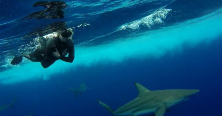 Swim with Sharks