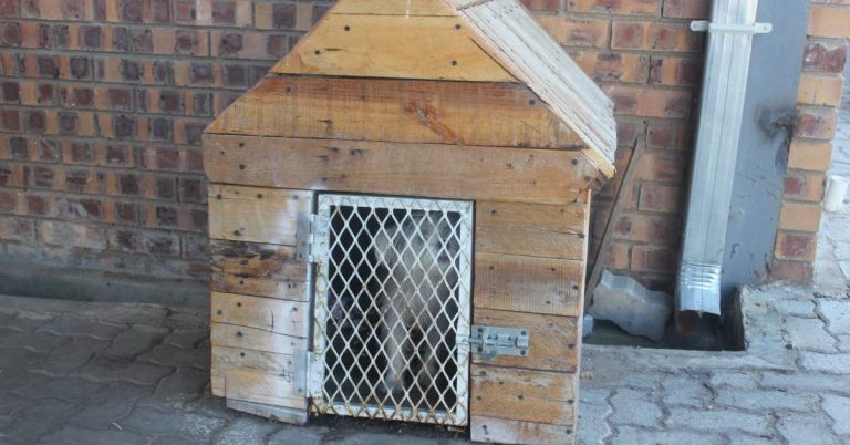 Caged Dogs - Animal Cruelty - Newcastillian - Online News