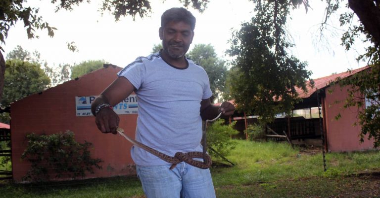 Kaveer Singh, Snake, Snake Catcher, Newcastillian - Online News