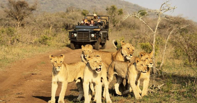 Thanda Safari - Wildlife and Photography Weekend