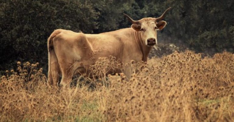 Foot-and-mouth disease outbreak hits Northern KwaZulu-Natal
