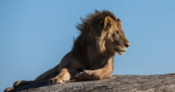 Parliamentary Inquiry to Probe Vryheid Lion Killing Amid Alternative Options