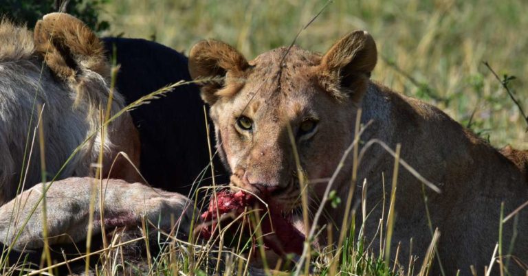 While the bodies of the animals were found, the lions were nowhere in sight. Vryheid SPCA explained that according to the community, the lions had been in the area for approximately a week but only chose to report it now.