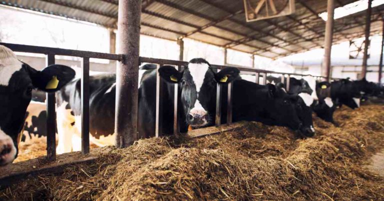 Foot and Mouth Disease identified in 22 KZN locations