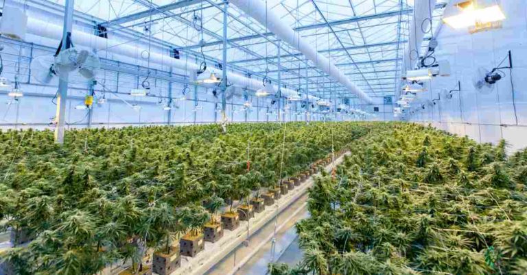 Gov reveals cannabis master plan adding the plant to school curriculums