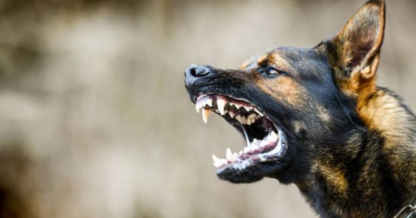 Dates and locations for Newcastle's annual rabies campaign