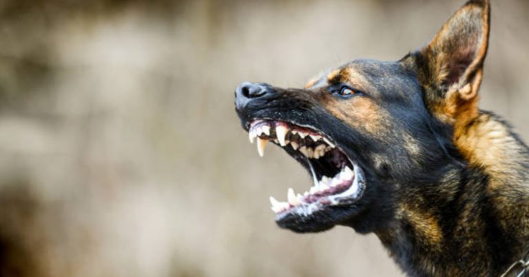 Dates and locations for Newcastle's annual rabies campaign
