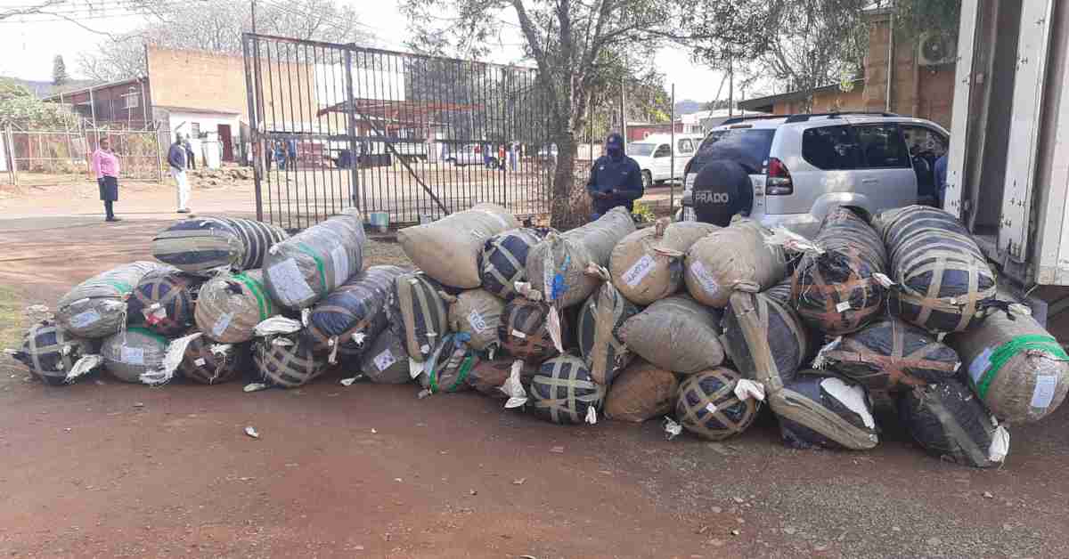 Police seize illegal cannabis to the value of R3 million