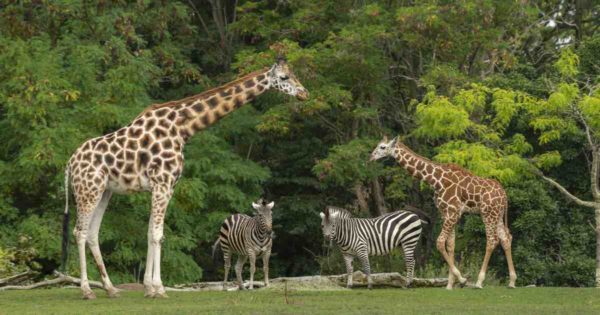 Your comprehensive South Africa Travel Medical Advice