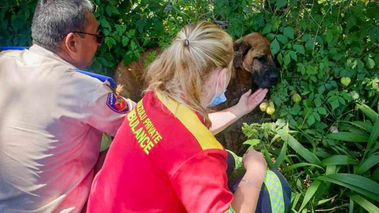 Foot burnt Boerboel on N3 saved by hero KZN Paramedics