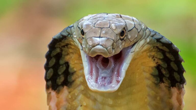 Dutch tourist bitten by cobra on the testicles