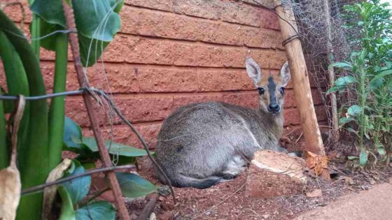 Poachers slaughter several rescue bucks in Signal Hill