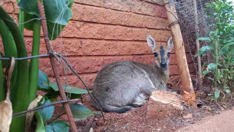 Poachers slaughter several rescue bucks in Signal Hill