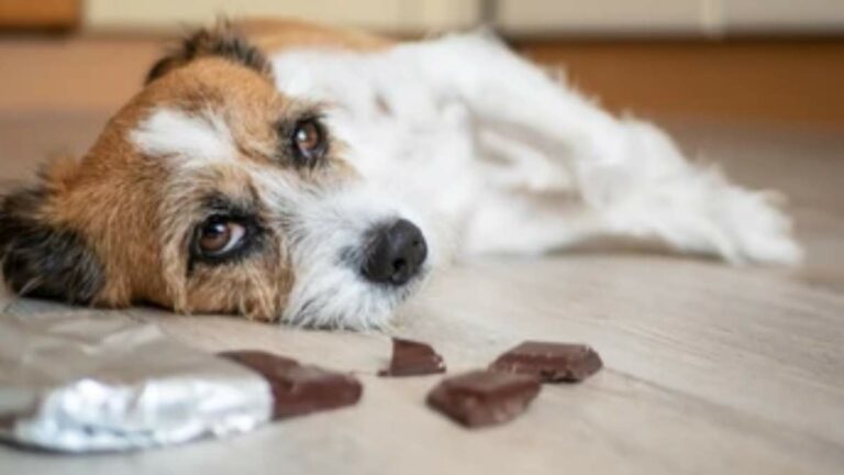 Toxic food for cats and dogs.