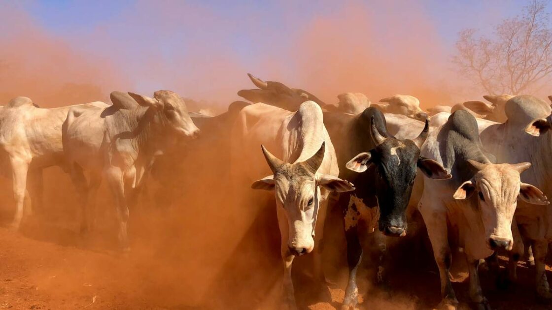 Two police officers arrested for stock theft in Winterton