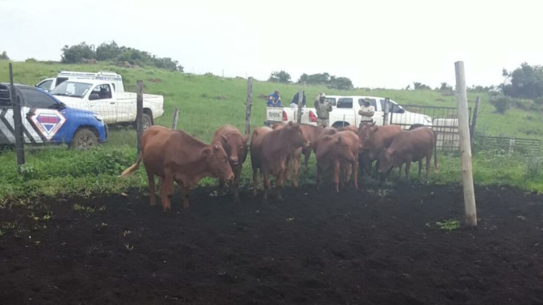 15 stolen Bonsmara Cattle valued around R220 000 recovered in Normandien