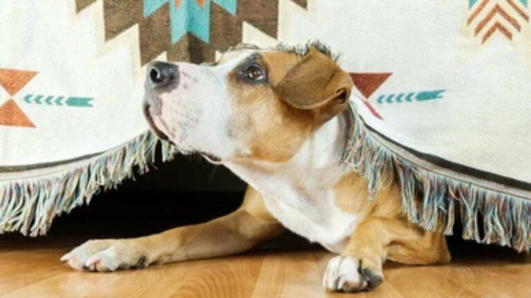 Is Newcastle a pet-friendly town? Old year's eve fireworks addressed