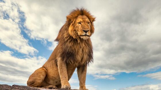 Why Ezemvelo KZN Wildlife Destroys Animals Rather Than Relocating Them