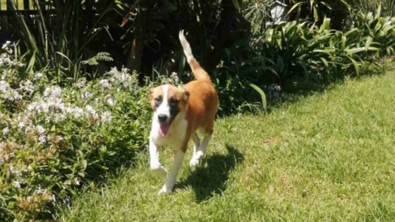 St Dominics Newcastle extends a helping paw to Newcastle SPCA