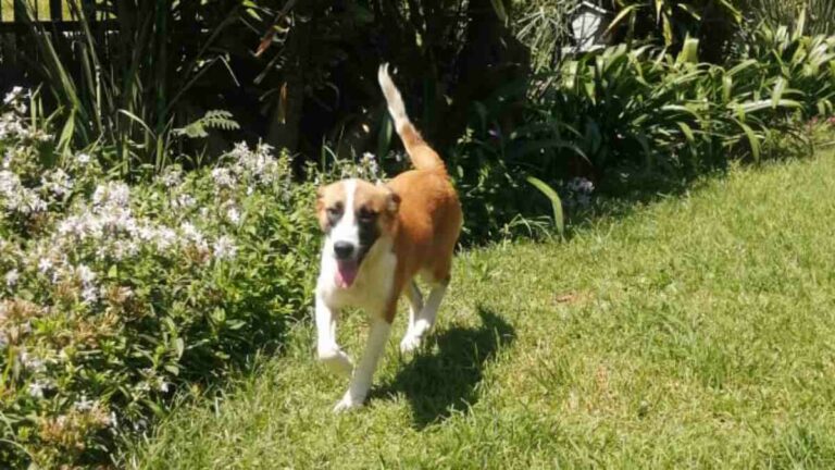 St Dominics Newcastle extends a helping paw to Newcastle SPCA