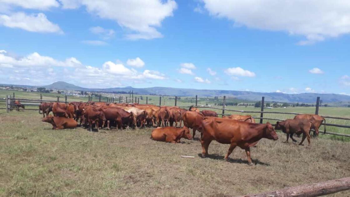 R1.3 million worth of stolen cattle found in Vryheid and Utrecht