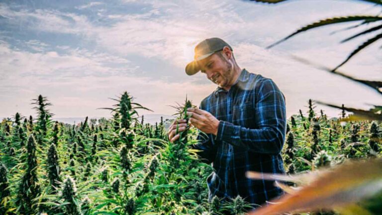 National Assembly officially passes Cannabis for Private Purpose Bill
