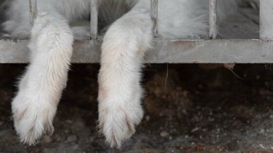 animals pets cruelty