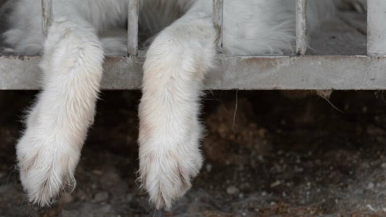 animals pets cruelty
