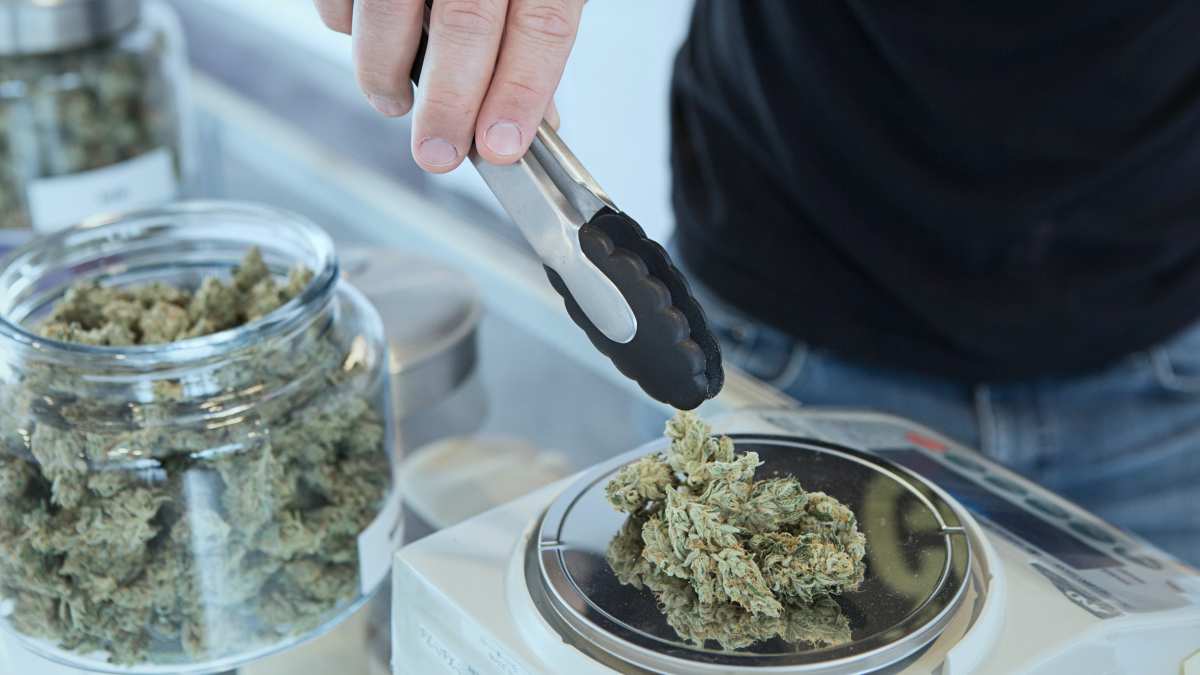 weed possession cannabis