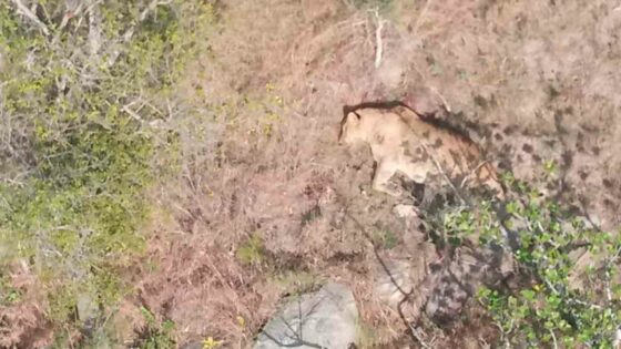 six lions destroyed in Northern KwaZulu Natal