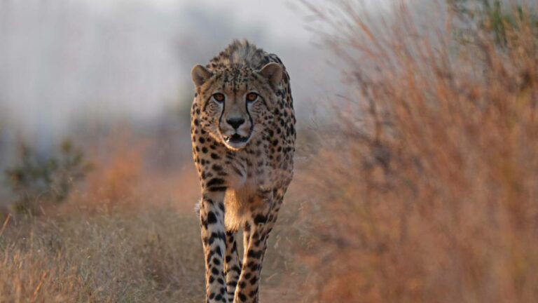 Photo credit Babanango Game Reserve (8)